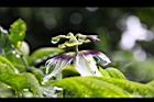 百香果-花11.jpg