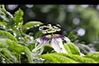 百香果-花12.jpg