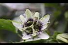 百香果-花13.jpg