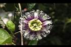 百香果-花14.jpg