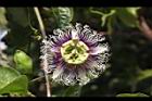 百香果-花15.jpg