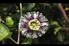 百香果-花16.jpg