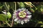 百香果-花17.jpg