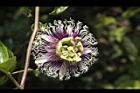 百香果-花19.jpg