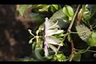 百香果-花20.jpg