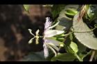 百香果-花21.jpg