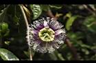 百香果-花23.jpg