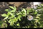百香果-花24.jpg