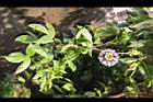 百香果-花25.jpg