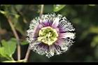 百香果-花26.jpg