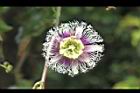 百香果-花27.jpg