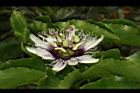 百香果-花30.JPG