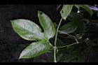 百香果-葉-鬚4.jpg