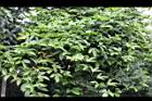 百香果06.jpg