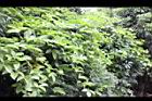 百香果07.jpg