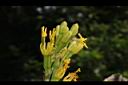 皇冠龍舌蘭-花11.JPG