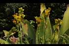 皇冠龍舌蘭-花08.JPG