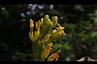 皇冠龍舌蘭-花10.JPG