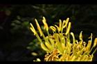 皇冠龍舌蘭-花22.JPG
