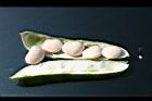萊豆-種子7.jpg
