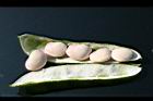 萊豆-種子8.jpg