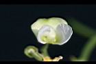 萊豆-花01.jpg