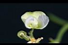 萊豆-花02.jpg