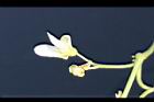萊豆-花05.jpg