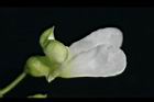 萊豆-花08.jpg