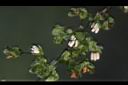 皺葉酸模-雄花00.JPG