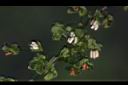 皺葉酸模-雄花01.JPG