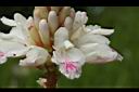益智-花58.JPG