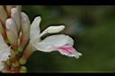 益智-花59.JPG