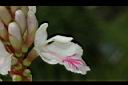 益智-花62.JPG