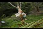 益智-花23.JPG