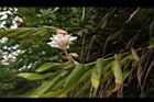 益智-花29.JPG