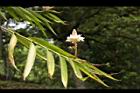 益智-花30.JPG