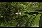 益智-花31.JPG