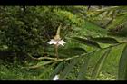 益智-花32.JPG