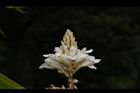 益智-花37.JPG