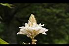 益智-花38.JPG