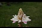 益智-花39.JPG