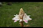 益智-花40.JPG