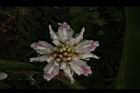 益智-花46.JPG
