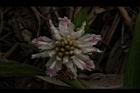 益智-花50.JPG