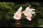 益智-花53.JPG