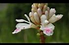 益智-花56.JPG
