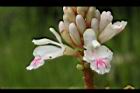 益智-花57.JPG