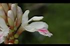 益智-花60.JPG