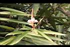 益智-花71.JPG